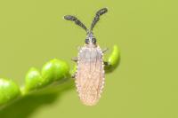 Copium clavicorne clavicorne
