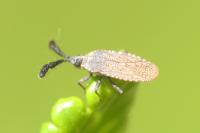 Copium clavicorne clavicorne