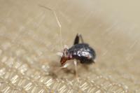 Halticus luteicollis