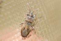 Heterogaster artemisiae