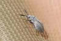 Heterocordylus genistae