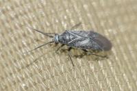 Heterocordylus genistae