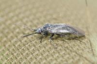 Heterocordylus genistae