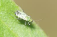 Macrotylus paykullii