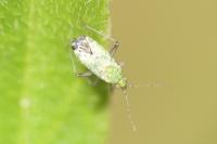 Macrotylus paykullii
