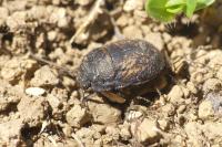 Odontoscelis fuliginosa