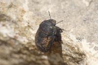 Odontoscelis fuliginosa