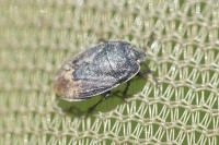 Ochetostethus