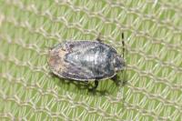 Ochetostethus