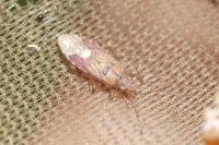 Orsillus depressus
