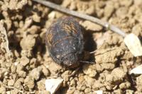 Odontoscelis fuliginosa