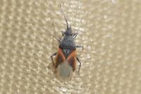 Oxycarenus lavaterae