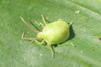 Acanthosoma haemorrhoidale