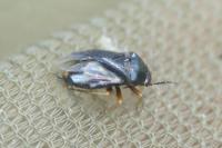 Strongylocoris leucocephalus