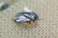 Strongylocoris leucocephalus