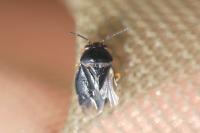 Strongylocoris leucocephalus