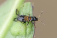 Ischnocoris hemipterus