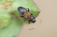 Ischnocoris hemipterus
