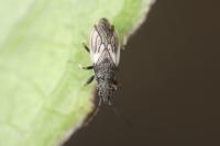 Macroplax preyssleri