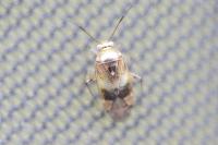 Pinalitus cervinus