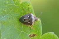 Stagonomus bipunctatus pusillus