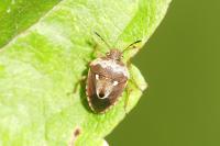 Stagonomus bipunctatus pusillus