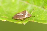 Stagonomus bipunctatus pusillus