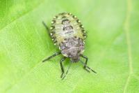 Pentatoma rufipes