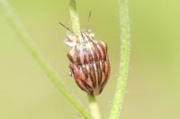 Odontotarsus purpureolineatus