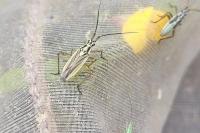 Leptopterna dolabrata
