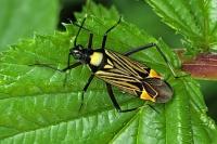 Miris striatus