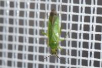Orthotylus interpositus