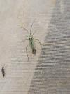 Oncotylus viridiflavus