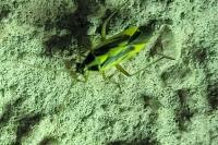 Stenotus binotatus