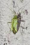 Adelphocoris lineolatus