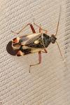 Polymerus unifasciatus