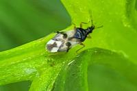 Anthocoris nemorum