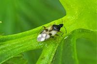 Anthocoris nemorum