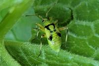 Calocoris alpestris