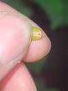 Elasmostethus minor