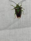 Acanthosoma haemorrhoidale