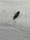 Closterotomus biclavatus