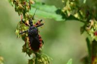 Rhynocoris annulatus