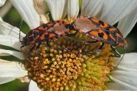 Spilostethus saxatilis