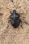 Rhacognathus punctatus