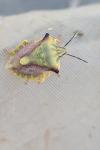 Carpocoris fuscispinus