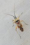 Calocoris roseomaculatus roseomaculatus