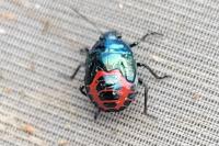 Zicrona caerulea