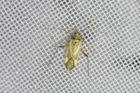 Adelphocoris lineolatus