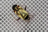 Polymerus unifasciatus